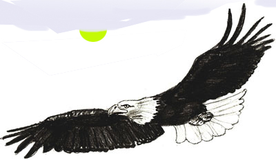 Как нарисовать орла, шаг 6