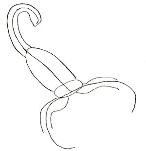 Рисунок скорпиона карандашом, шаг 2