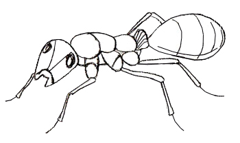 Как нарисовать муравья, шаг 5