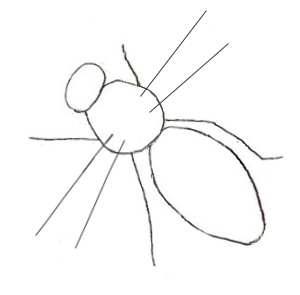 Как нарисовать пчелу, шаг 2