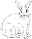Как нарисовать Кролика