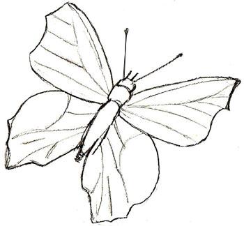 Как нарисовать бабочку, шаг 5