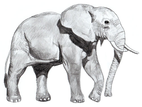 Как нарисовать слона, шаг 6